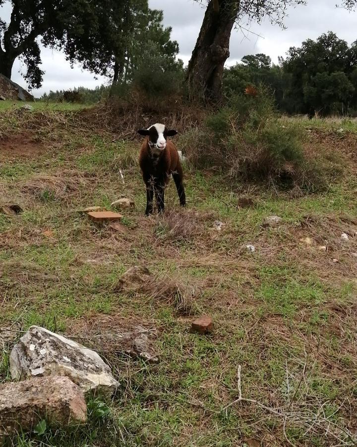 Turismo Rural Casa Da Ceu Amiais de Cima Dış mekan fotoğraf